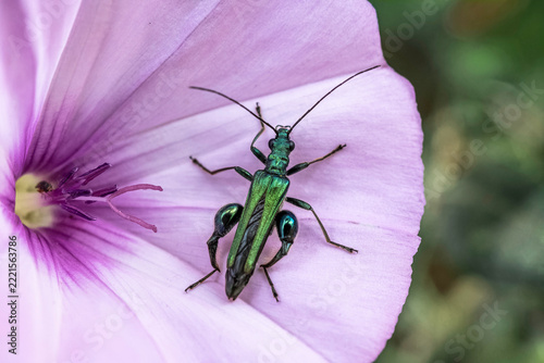 grün schillernder Käfer auf rosa Blüte