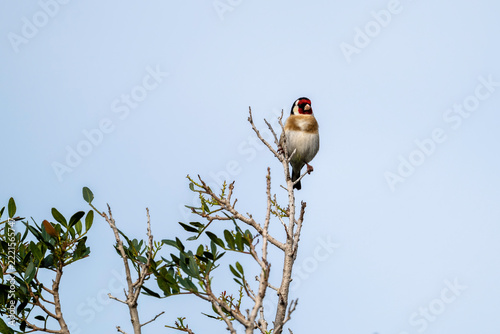 European goldfinch perching on branch of tree