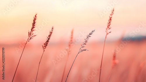 Gentle sunset light illuminating tall grass in a peaceful and tranquil outdoor setting