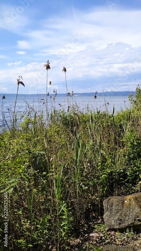 tree-lined shore of Lake Bolsena