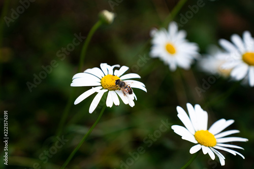 Old, diligent honeybee on chamomile flower at autumn.
