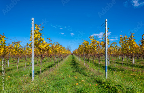Rows of grapevines at the vineyard in autumn season against blue sky. The vines are in throes of autumn, the leaves displaying a vibrant spectrum of golden yellow, ochre, and hints of russet brown.