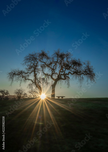 The sun rises behind a large, leafless tree creating a starburst effect. A bench sits nearby, silhouetted against the glowing horizon. with copy space
