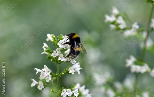 Hummel auf blühender Minze