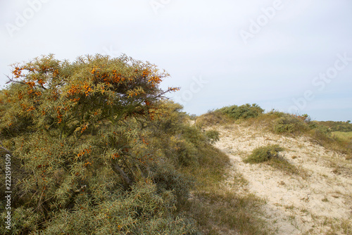 the dunes landscape in Haamstede, Zeeland in the Netherlands