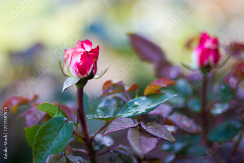 roses in the garden