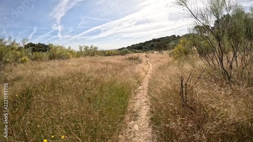 Via de la Plata, overgrown single-track trail through a green field between Grimaldo and Galisteo, province of Caceres, Extremadura, Spain