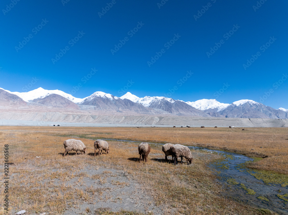 Fototapeta premium sheep grazing on grassland under snow mountains in pamir plateau