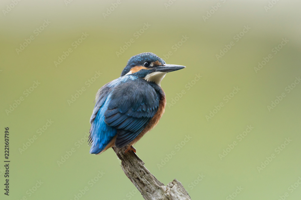 Obraz premium Common European Kingfisher Alcedo atthis perching on a branch somewhere in Central France