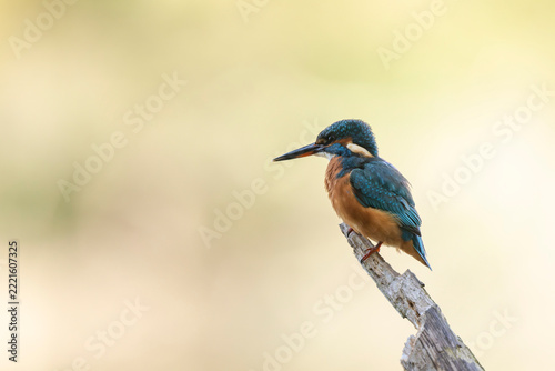 Common European Kingfisher Alcedo atthis perching on a branch somewhere in Central France