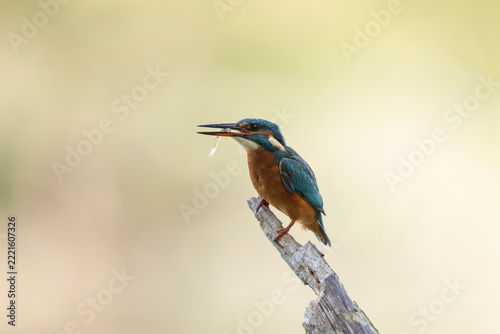 Common European Kingfisher Alcedo atthis perching on a branch somewhere in Central France
