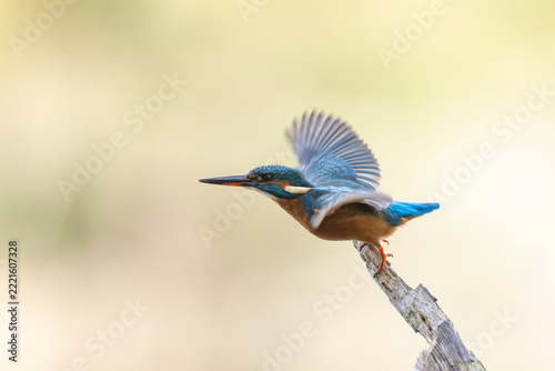 Common European Kingfisher Alcedo atthis perching on a branch somewhere in Central France