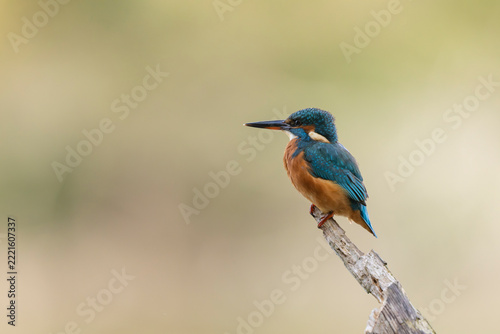 Common European Kingfisher Alcedo atthis perching on a branch somewhere in Central France