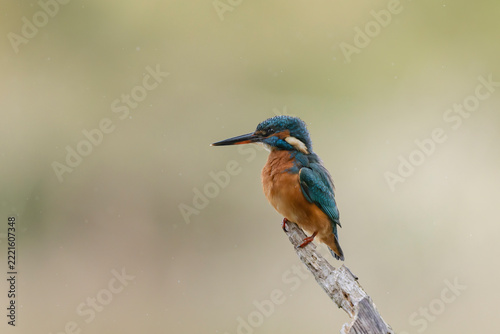 Common European Kingfisher Alcedo atthis perching on a branch somewhere in Central France