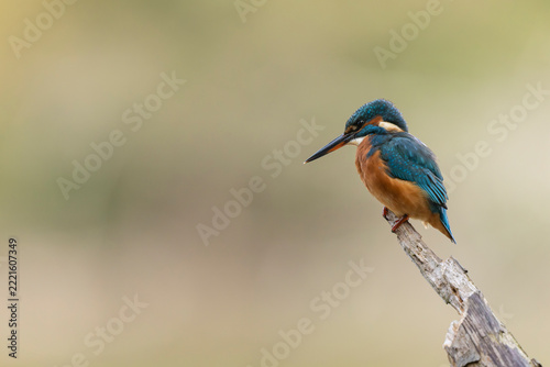 Common European Kingfisher Alcedo atthis perching on a branch somewhere in Central France