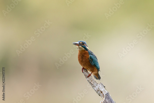 Common European Kingfisher Alcedo atthis perching on a branch somewhere in Central France