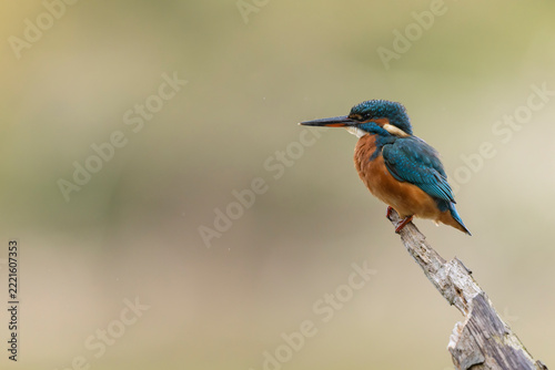 Common European Kingfisher Alcedo atthis perching on a branch somewhere in Central France
