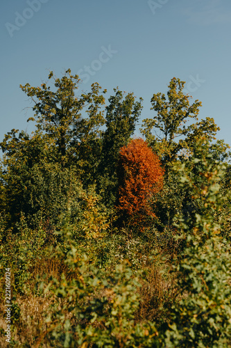 dense mixed woodland with single tree showing bright orange autumn foliage among green canopy under clear blue