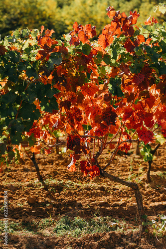 vibrant vineyard vine with red autumn leaves under warm sunlight in rural landscape, dry soil rows and green v