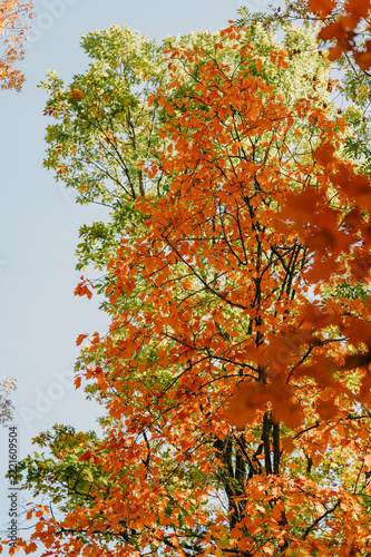 autumn foliage with orange and green leaves on tall tree against pale sky, backlit soft daylight highlighting
