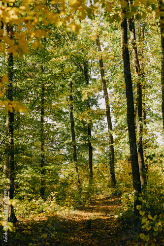 sunlit forest trail lined with tall deciduous trees and green to golden foliage, soft dappled light filtering.