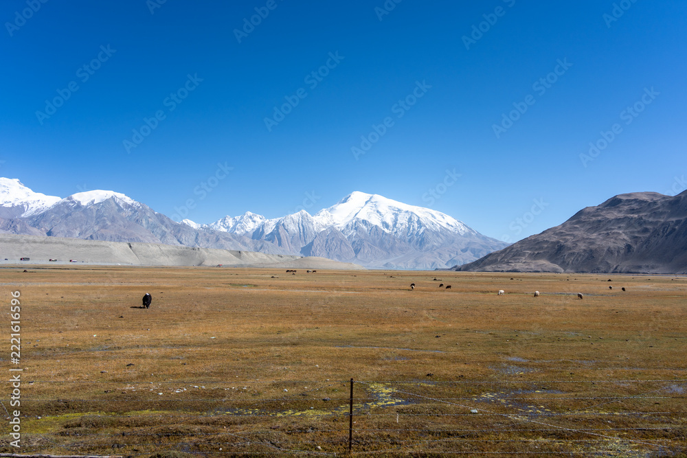 Fototapeta premium pamir plateau snow mountains and grassland landscape