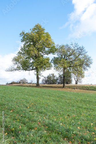 Fraxinus excelsior Gemeine Esche Habitus in Herbstfärbung