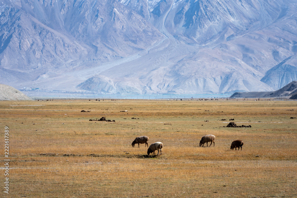 Fototapeta premium cattle and sheep grazing on the vast grasslands of pamir plateau with snow mountains in background