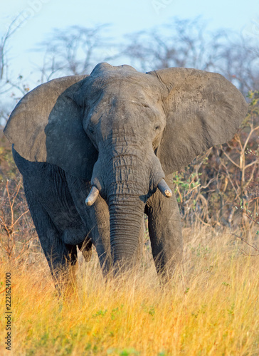 Close up of an African Elephant standing in the bush, good detail of head.  Hwange National Park, Zimbabwe