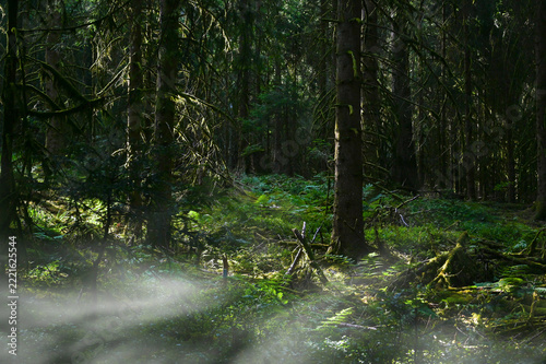 Green forest in the sunrise morning sun in a environmental wilderness woods. 