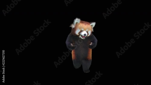Cute 3D animated red panda dancing rumba with alpha channel. Cartoon animal character isolated for compositing, motion graphics, video editing, and digital content creation.