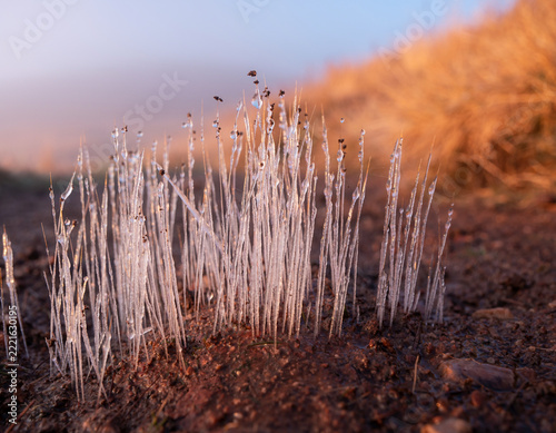 Needle Ice Lifting Soil Along a Frozen Highland Trail