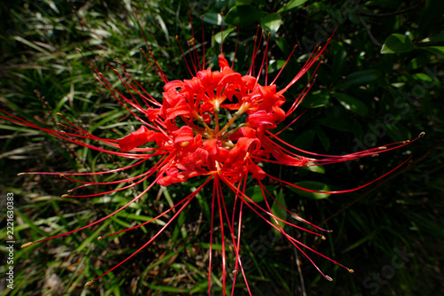 Top view close up of red spider lily lycoris radiata bloom in green foliage