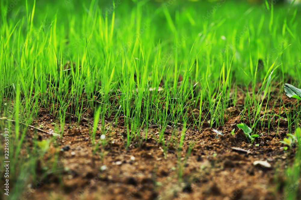 Fototapeta premium Fresh Green Grass Growing in Fertile Soil Symbolizing Spring and New Beginnings