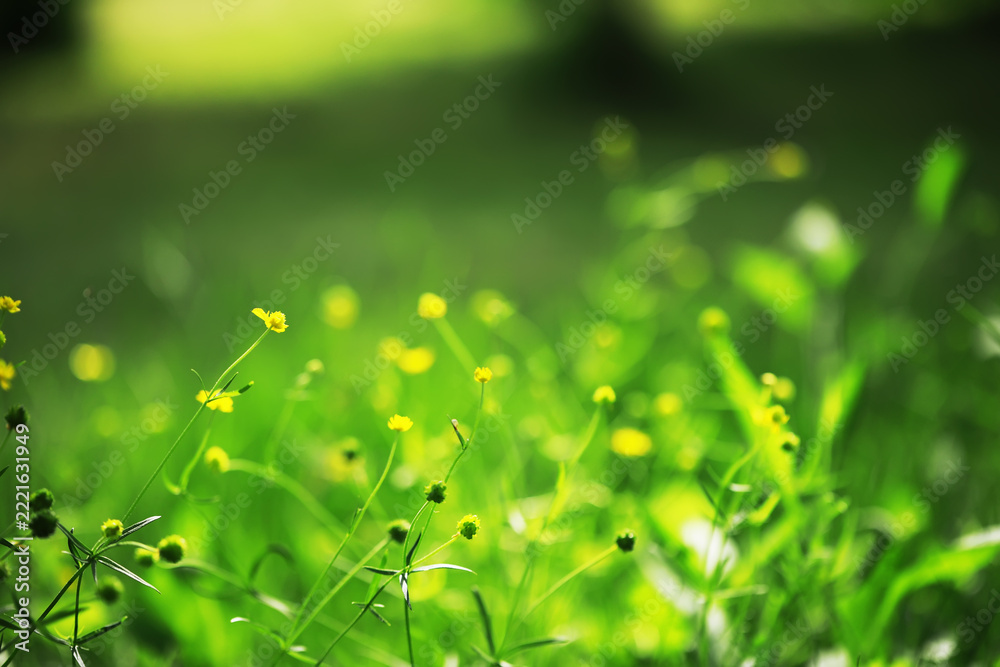 Fototapeta premium Serene Meadow with Vibrant Yellow Wildflowers Under Warm Sunlight in Spring