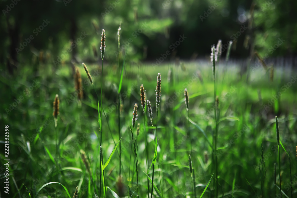 Naklejka premium Serene Meadow with Sunlit Grass Stalks Igniting a Peaceful Morning in Nature