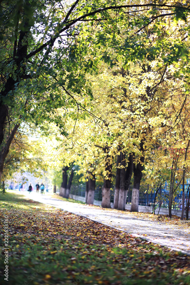 Fototapeta premium Beautiful autumn park. Russian North. Autumn trees and leaves. Autumn Landscape.Park in Autumn. Forest in Autumn.