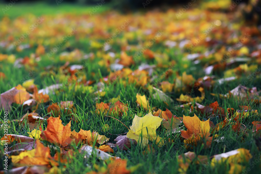 Fototapeta premium Beautiful autumn park. Russian North. Autumn trees and leaves. Autumn Landscape.Park in Autumn. Forest in Autumn.