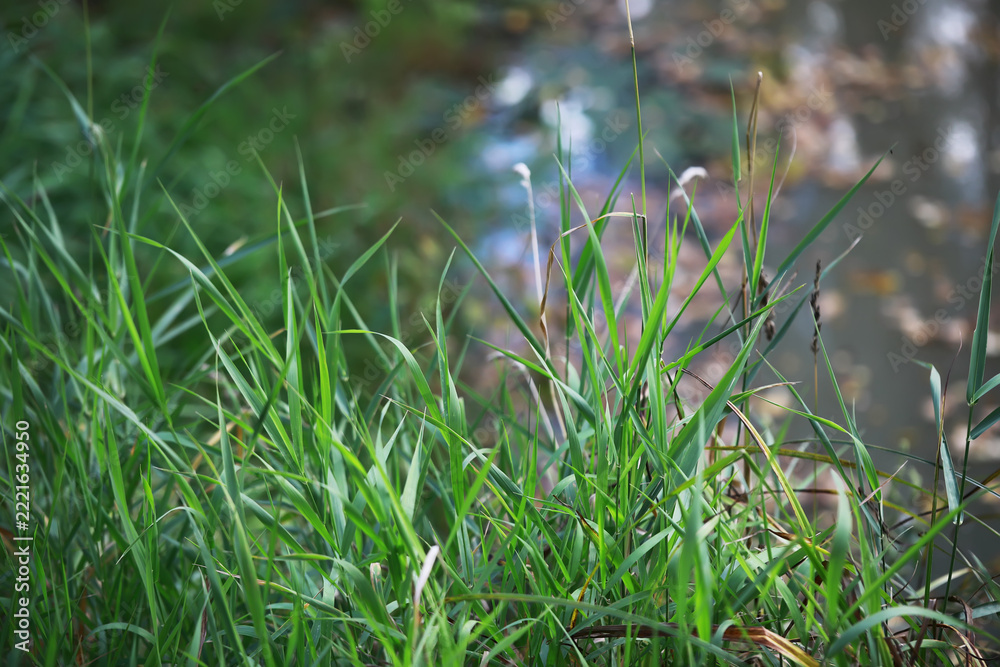 Fototapeta premium Vibrant Green Grass Blades by Serene Pond in Natural Setting
