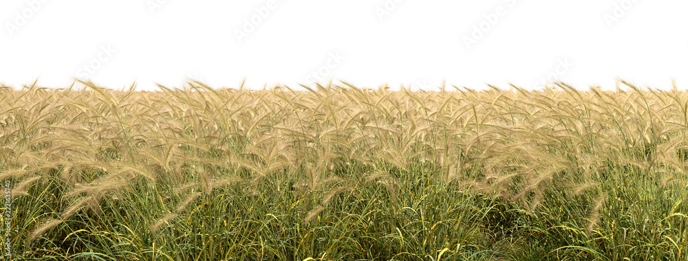 Fototapeta premium Furry feather grass dense land on transparent background 3d illustrations png