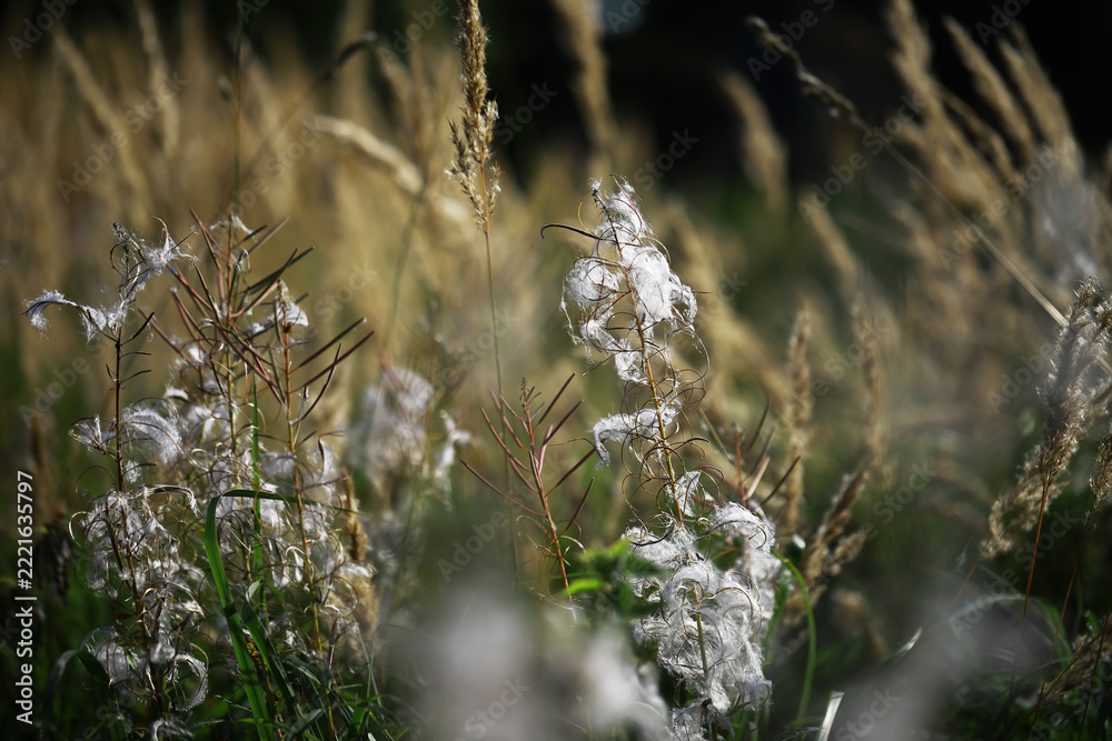 Fototapeta premium Field of Wispy Wildflowers and Tall Grass in Sunlit Meadows
