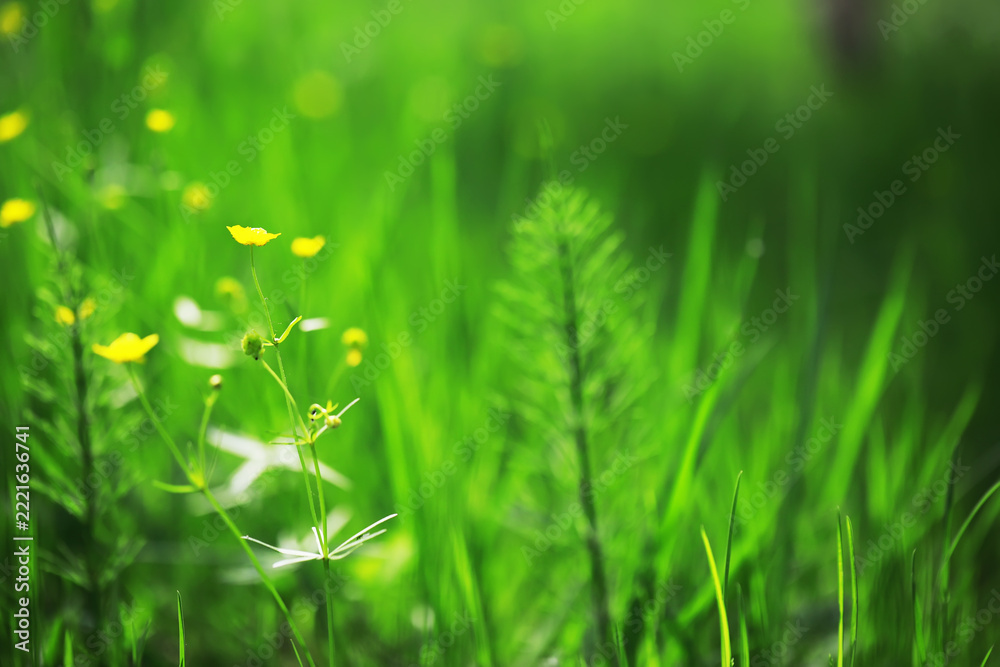 Fototapeta premium Vibrant Green Grass Field with Delicate Yellow Flowers in Natural Sunlight