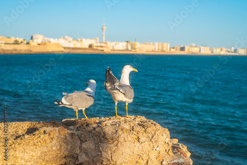 Photo of two seagulls on rock next to the Atlantic ocean on coastline of Cadiz