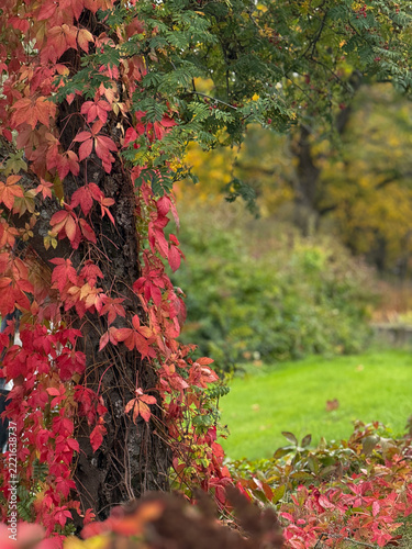 Autumn Virginia Creeper Climbing a Tree Trunk with Red and Orange Foliage