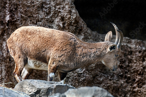 Nubian isex female on the rock. Latin name - Capra nubiana