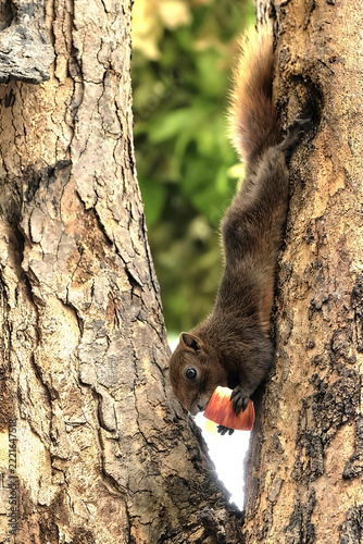 Cute brown squirrel clinging to a tree trunk while holding a apple piece. conservation, feeding, bark, close up, foraging, tropical, hair, vertical, beautiful, woodland, forest, sunlight, light