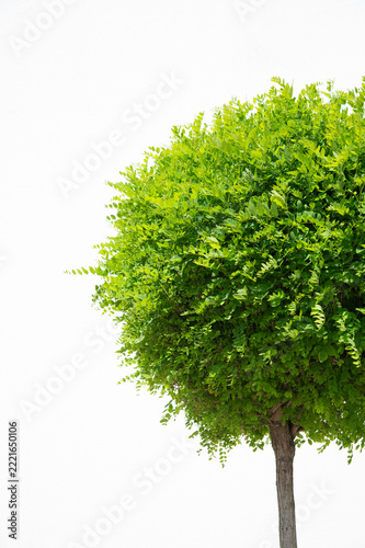 Lush Green Round Crown of Robinia Pseudoacacia Tree Isolated on White Background