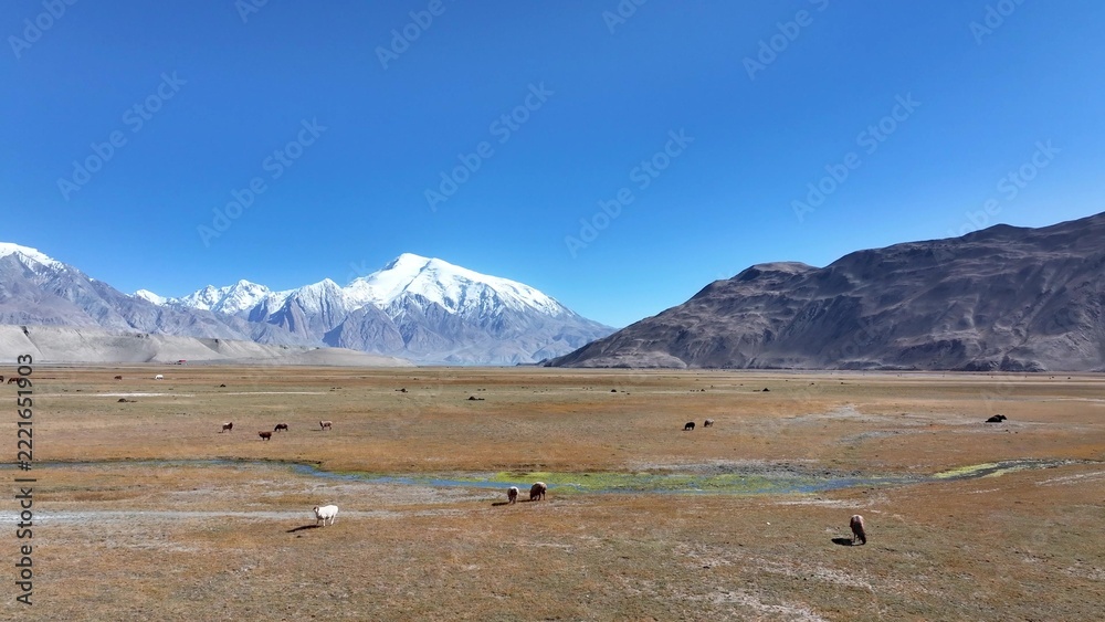 Fototapeta premium vast grassland with snow mountains under blue sky in pamir plateau