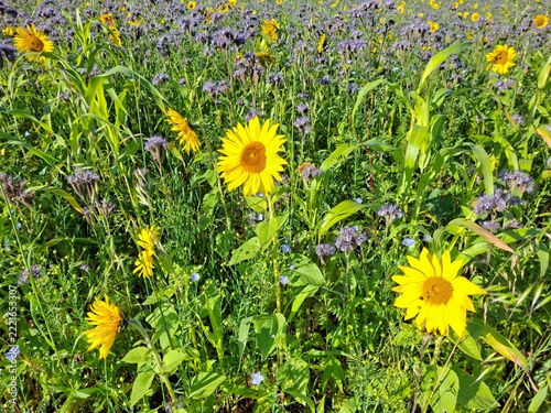 Sonnenblumen im buntem Sonnenblumenfeld in Dortmund, Deutschland.