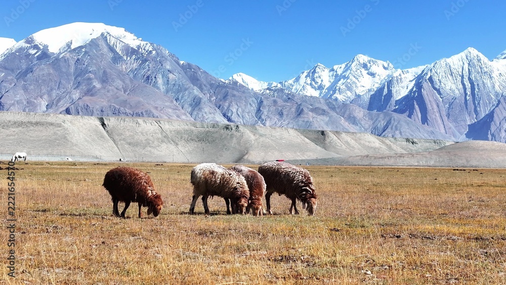 Fototapeta premium Sheep grazing on the grassland with snow mountains in Pamir Plateau
